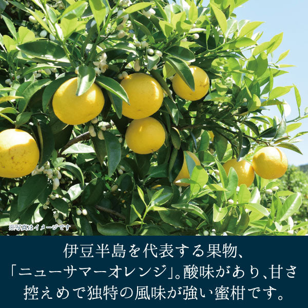 ニューサマーオレンジ